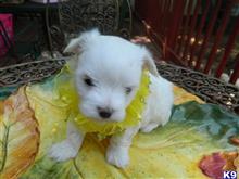 maltese puppy posted by Elegant Babies